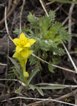 Yellow Wild Flower 6220